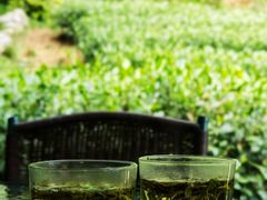 -嘉龙茶庄