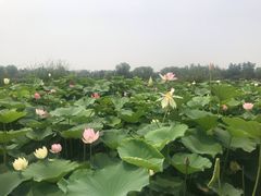 -燕郊植物园