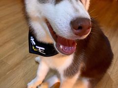 -Husky Go! 哈士奇体验馆·宠物咖啡厅狗咖