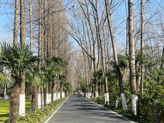 -合肥滨湖国家森林公园
