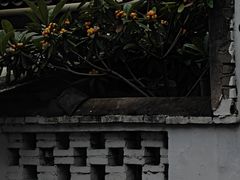 -橘酱餐厅