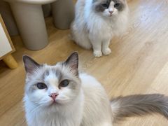 -有喵·猫咖·狗咖·30几只猫10只小狗(岗厦店)