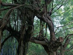 -广东茂名森林公园