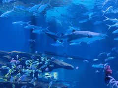 -海合安武汉极地海洋公园
