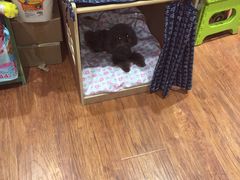 -爱宠屋pet shop·宠物洗澡·宠物美容