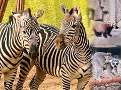 -北京野生动物园