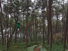 -铁山坪森林公园