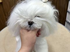 -鑫艺宠物美容培训学校