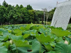 -厦门园林博览苑