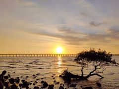 -宝安西湾红树林湿地公园