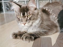 -十年猫舍·猫咪专门店(普陀店)