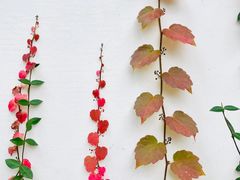 -茅家埠