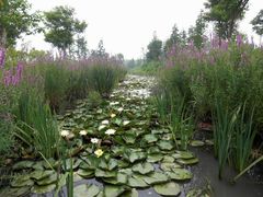 -溱湖国家湿地公园