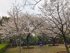 -武汉大学-樱园