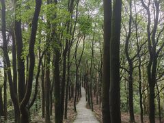 -火炉山森林公园