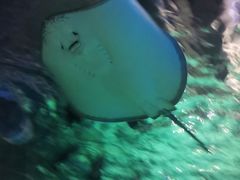 -锦艺城海洋馆