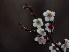 -香雪海
