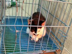 -佳雯宠物医院(四明中路分院)