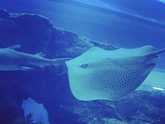 -迪拜水族馆及水下动物园