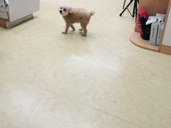 -瑞派宠物医院·中兽医专科(中央商城分院)