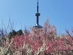 -南京古林公园