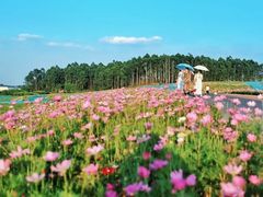 -空港花田景区