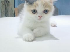 -喵的天空名猫咖啡馆·撸猫·猫舍·用品