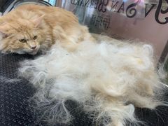 -车接车送·寄养洗护·德文猫舍(大宁店)