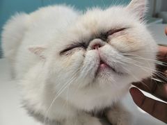 -怪兽屋·羊驼·猫咖·狗咖(俊华广场店)