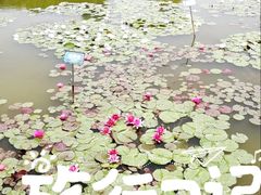 景点-天津水上公园