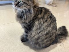 -藏猫猫咖啡主题馆(中央大道店)