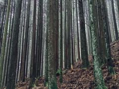 -山王坪喀斯特国家生态公园