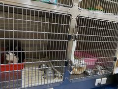 -佩兹宠物医院肿瘤专科·眼科·牙科(黄浦店)