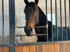 -北京群众马术培训基地