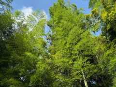 -天目湖涵田半山温泉