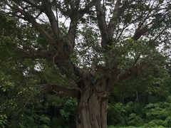 -广西壮族自治区药用植物园