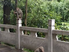 -黔灵山公园
