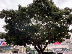 -聚春园自助餐厅(东街口店)