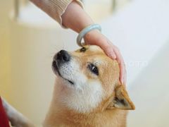 -怪兽屋·羊驼·猫咖·狗咖(俊华广场店)