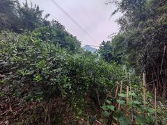 -南山植物园