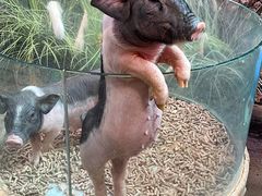 -正佳雨林生态植物园
