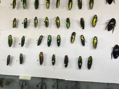 -上海大自然野生昆虫馆(东方明珠·爬宠昆虫探索中心)