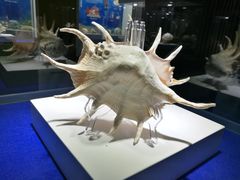 -贝壳王国博物馆