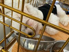 -1013 PET SHOP精品宠物商店(丁香店)