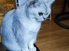 -滚猫咖啡·猫咖·猫友好撸猫(未来城店)