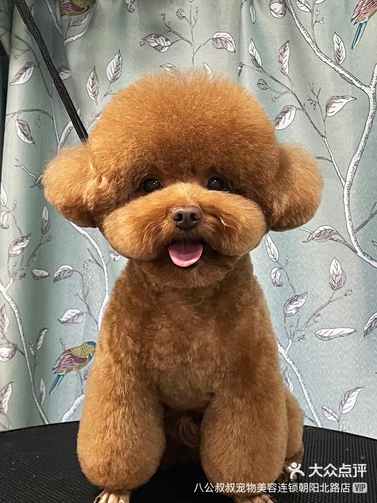 公主头蘑菇头圆头八字头泰迪美容喜欢什么剪什么