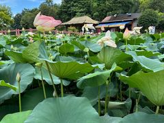 -广州莲花山旅游区