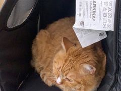-纳吉亚猫专科动物医院(康都外科中心)