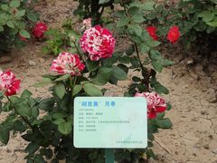 -大望京公园
