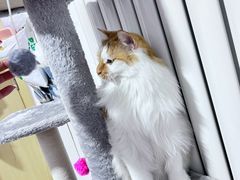 -pd派德宠物中心医院24H急重症·眼科中心·血液透析中心(嵩山北路店)